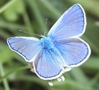blauer Falter